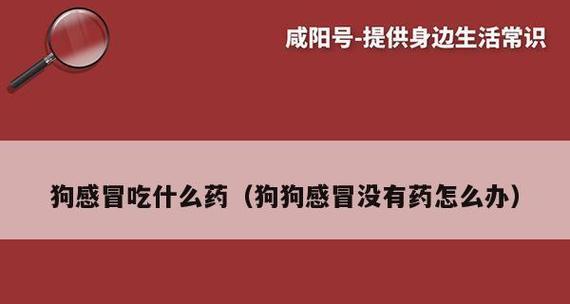 狗狗感冒了，怎么办（宠物主人必看）