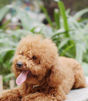 贵宾犬皮肤变黑的原因及治疗方法（探究贵宾犬皮肤黑化现象）