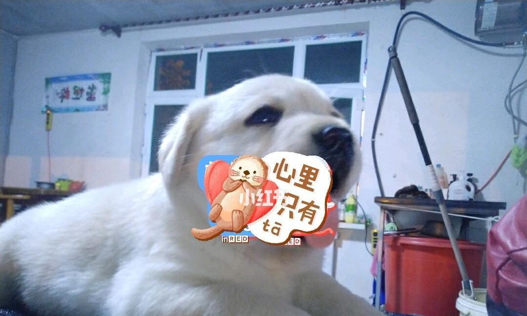 拉布拉多犬无需泡狗粮的完美喂养方法（以宠物为主）