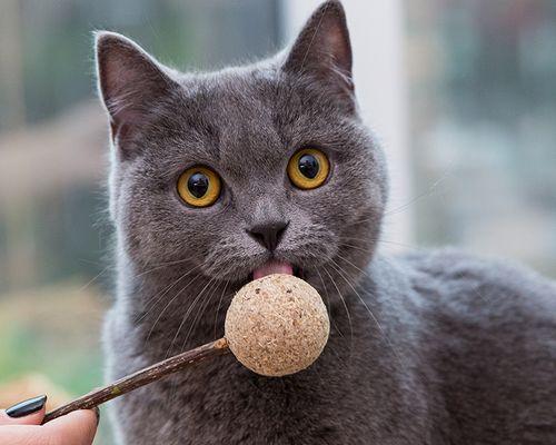 猫不能吃的零食大揭秘（保护宠物健康）