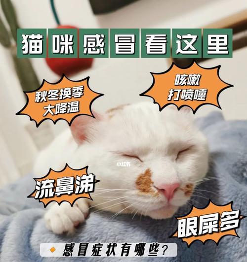 猫感冒流鼻涕的治疗方法（宠物猫感冒流鼻涕该如何治疗）