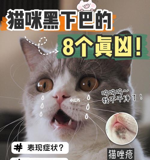 猫咪毛囊发炎，这些药膏可以帮到你（用药前必知的常识和注意事项）