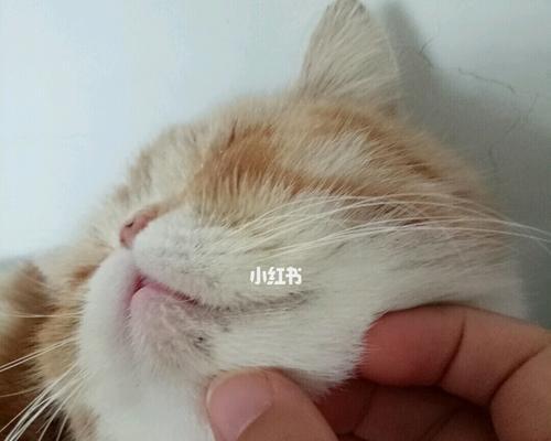 治疗猫咪打喷嚏流鼻涕的方法（宠物护理必读）