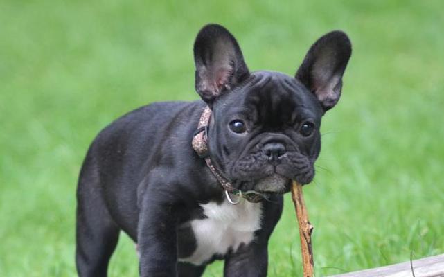 成年斗牛犬该如何选择主食（宠物健康从饮食开始）