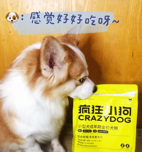 成年犬吃狗粮的正确方法（泡着吃还是干吃）