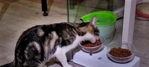 宠物猫吃过什么？——揭秘猫咪的食谱