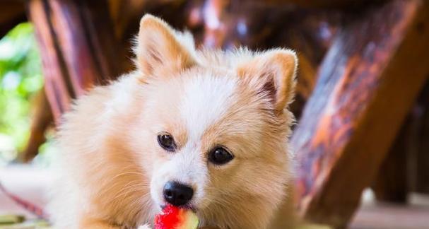 为什么宠物犬会厌食（探究宠物犬厌食的原因与应对方法）