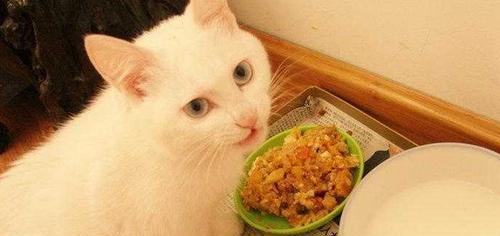 为什么宠物需要以猫粮为主食（探究宠物健康与饮食的关系）