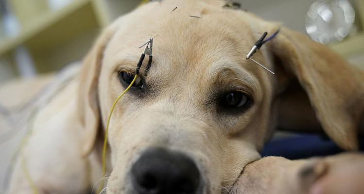 宠物犬打过狗针后该注意什么（用药建议及注意事项）