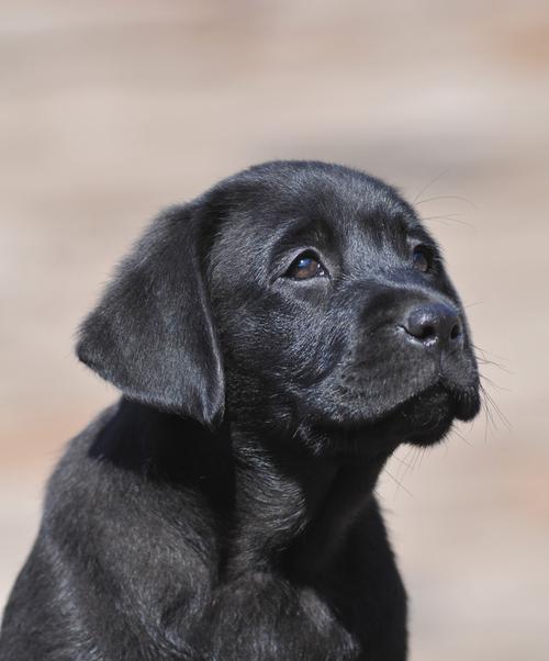 黑色拉布拉多同类犬种（探索和黑色拉布拉多相似的狗）