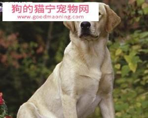 探寻细腿犬的魅力（一款和拉布拉多很像的小伙伴）