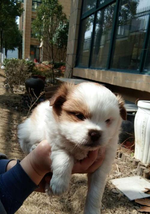 蝴蝶幼犬的饮食指南（宠物蝴蝶幼犬怎么吃才健康）