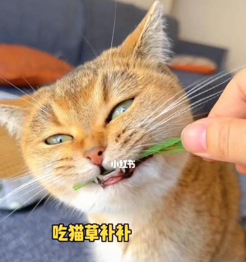 如何以化毛膏喂给猫咪（让你的宠物拥有健康的皮肤和亮丽的毛发）