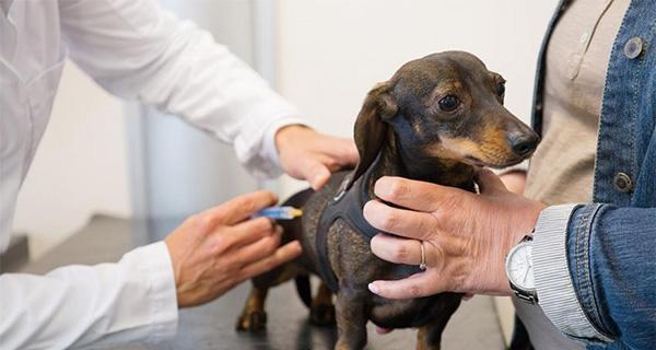 患狂犬病的宠物犬症状及预防方法（了解狂犬病）