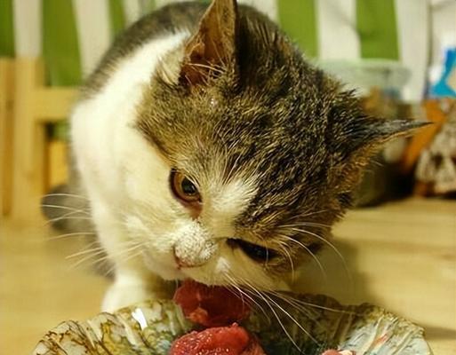 用生肉喂养几个月大的猫的注意事项（宠物饮食健康从喂食生肉开始）