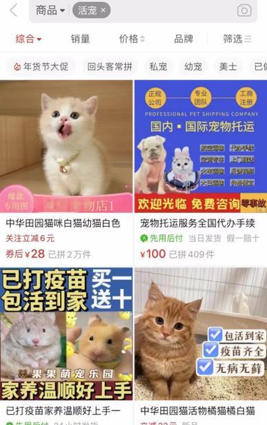 怀孕的宠物猫该如何护理（教你如何照顾孕猫）