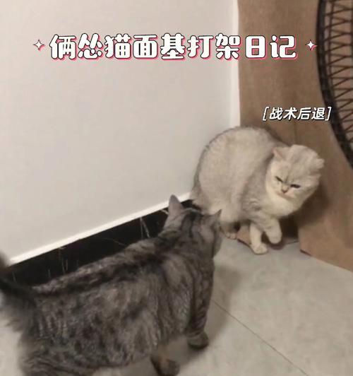 宠物小猫打架怎么办（以家里小猫打架为例）