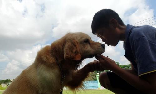 探寻郊区狗狗俱乐部的乐趣（宠爱您的爱犬）