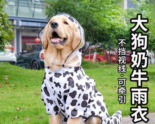 金毛狗狗与拉布拉多犬的斗争（从宠物角度看金毛狗狗与拉布拉多犬的斗争）