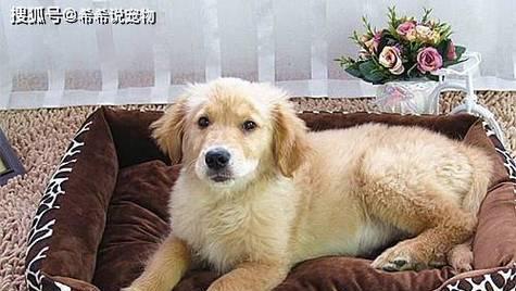 金毛犬打喷嚏的原因及应对方法（解析宠物金毛犬为何频繁打喷嚏）