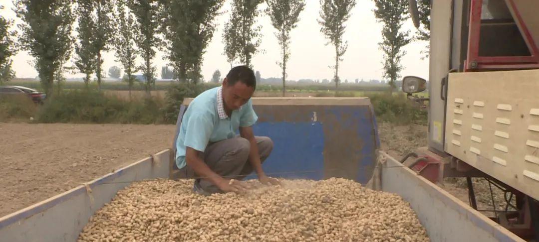 金娃娃狗的饮食搭配、食物禁忌与常见喂养误区（金娃娃狗的饮食搭配）