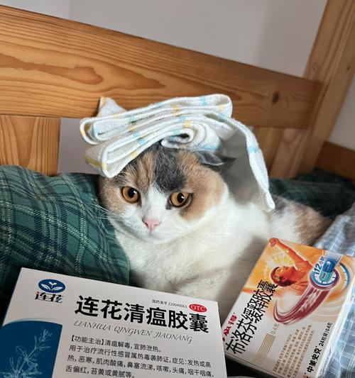 猫咪物理降温的正确方法（让宠物舒爽过夏）