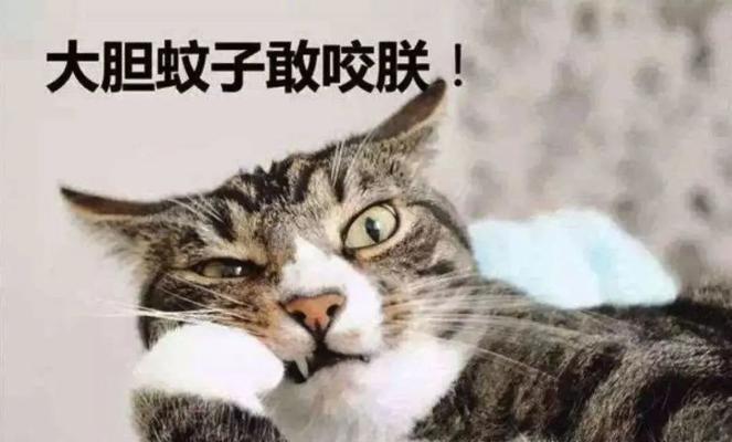 猫咪为什么喜欢被蚊子咬（探究猫咪与蚊子的神奇关系）