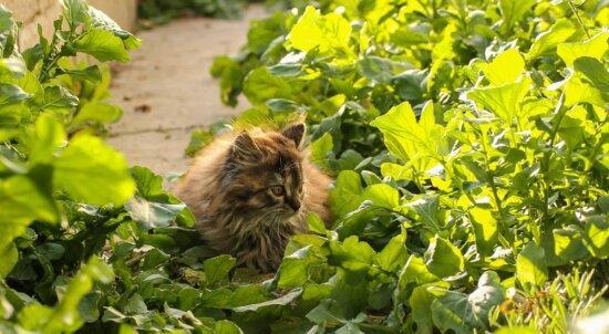 为什么猫咪喜欢吃绿叶（探究猫咪食用绿叶的原因及注意事项）