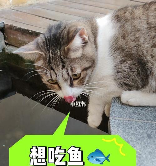 猫咪为什么喜欢吃鱼（探究猫咪对鱼类的喜爱）