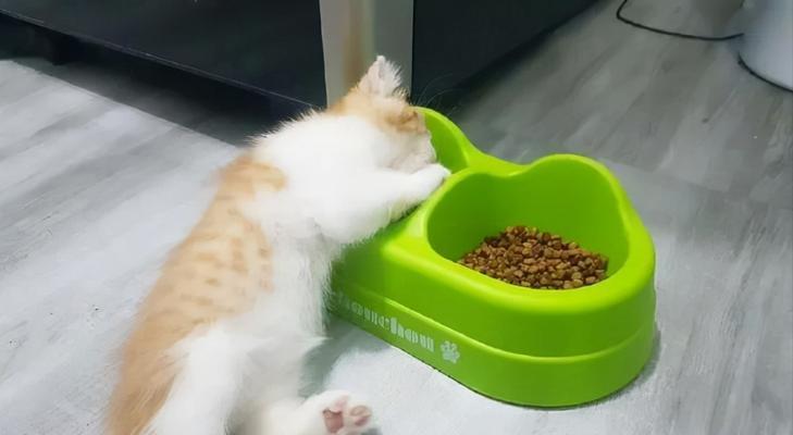 猫咪护食（让宠物健康成长的有效方法）