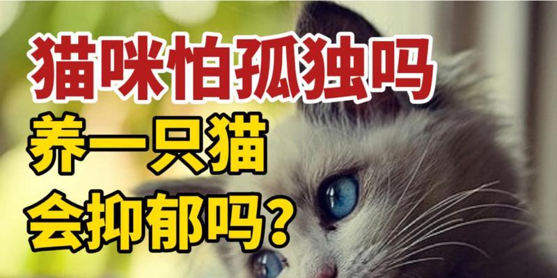 猫咪喜欢亲近孤独的人（探究猫咪的选择和心理）