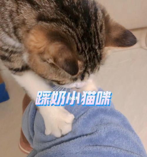 当猫咪洗完澡突然乱拉屎，怎么办（宠物猫咪洗澡后突发状况）