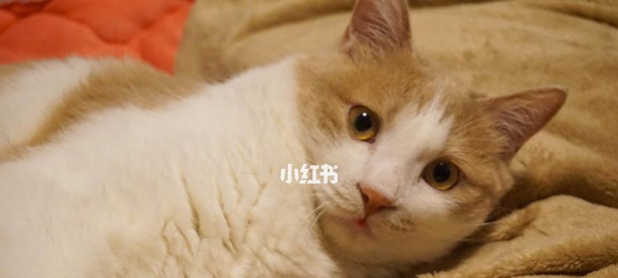 猫咪下猫，我们要怎么做（宠物繁殖问题的解决策略）