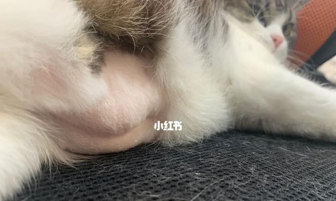 猫咪相互舔猫毛的原因（探究猫咪舔毛行为的意义）