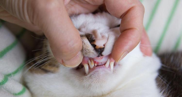 如何在家治疗猫咪牙周炎（宠物爱护的必备知识——猫咪牙周炎治疗）