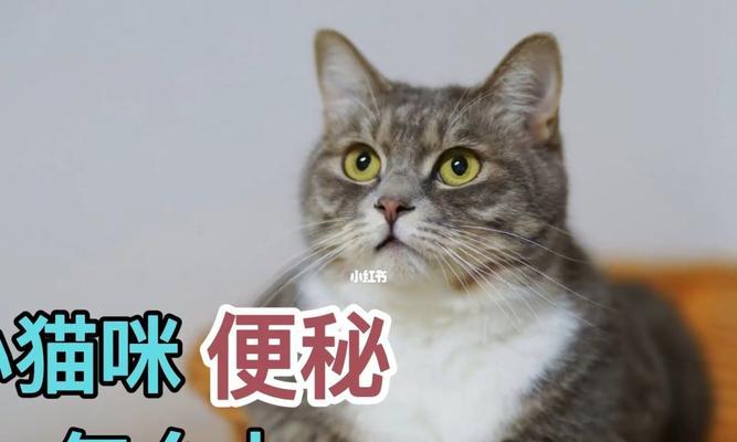 猫咪严重便秘的解决方法（如何帮助宠物恢复正常排便）