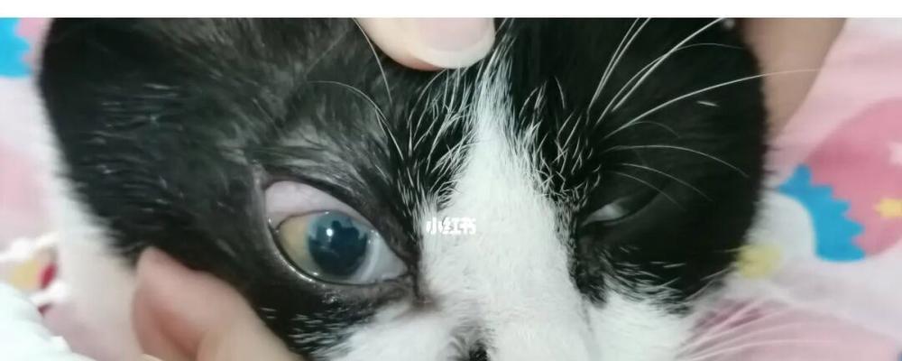 猫咪眼角膜损伤的预防和治疗（从宠物角度出发）