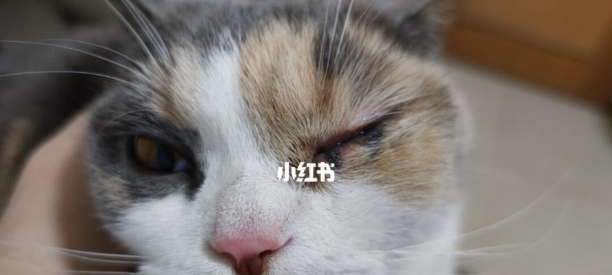 猫咪眼睛发炎的原因及治疗方法（探究猫咪眼睛发炎的各种因素）