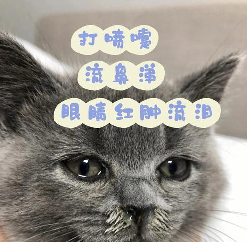 宠物猫咪眼睛红肿流鼻子，该如何处理？