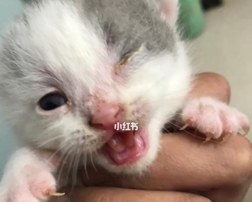 如何正确养护猫咪眼睛（宠物猫咪的眼睛保健指南）