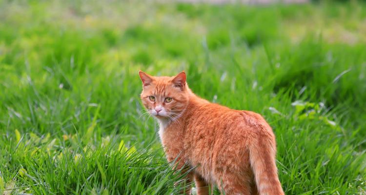 猫咪眼皮肿绿色分泌物的治疗与护理（掌握正确方法）