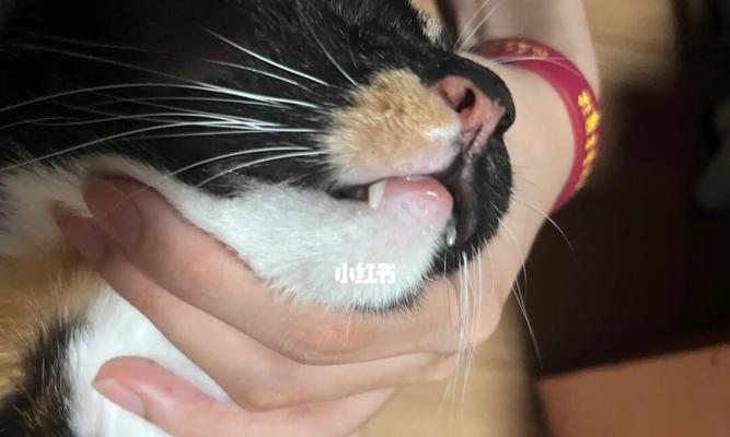 揭秘猫咪眼上秃的真相（了解宠物健康）