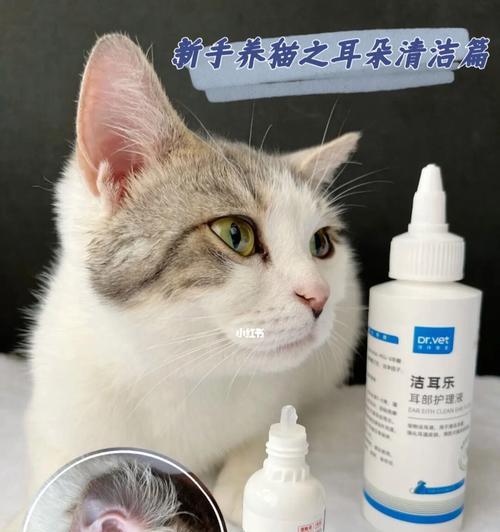 猫咪腋温测量详解（宠物健康必备）