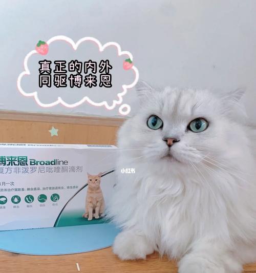 宠物猫咪的驱虫周期