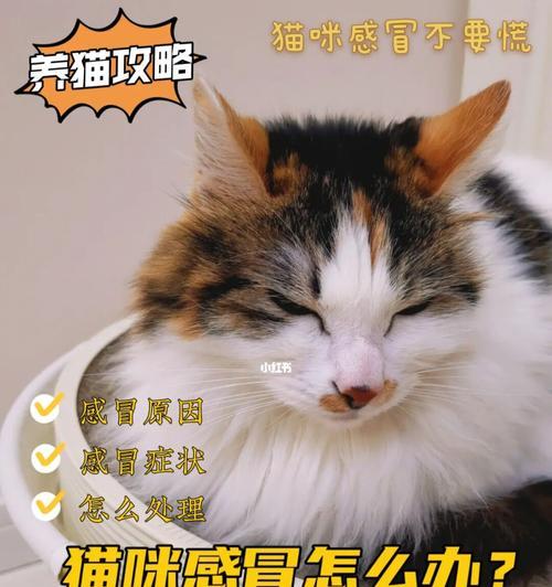 解决猫咪一般感冒的方法（猫咪一般感冒吃什么药）