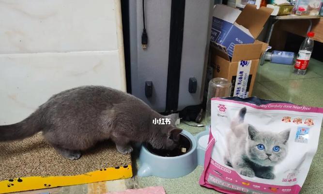 关于猫咪饮食（宠物猫咪健康的关键在于合理的饮食搭配）