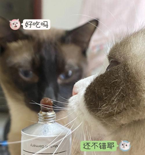 养猫必知（宠物猫的护理指南）