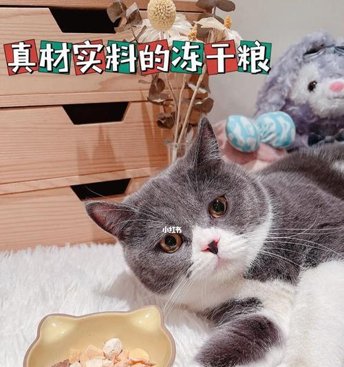 猫咪一定要吃猫粮吗（宠物饮食的重要性与注意事项）