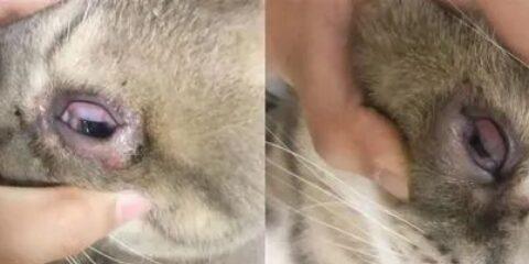 猫咪流泪流眼屎，你该如何帮助宠物（以宠物为主的眼部疾病与治疗）