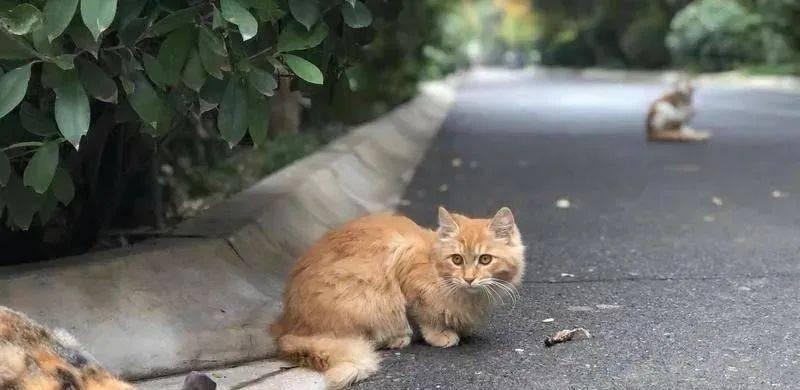 新家的猫咪总是大叫，该怎么办（如何让你的宠物猫安心适应新环境）